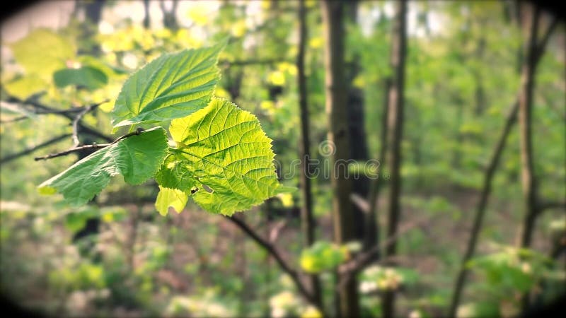 La hoja verde brillante fresca brilla entre los rayos del sol en un árbol de ramas metrajes