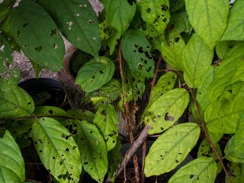 La hoja verde fue comida por los gusanos y los agujeros saltados fotografía de archivo libre de regalías La hoja verde fue comida por los gusanos y los agujeros saltados fotografía de archivo libre de regalías