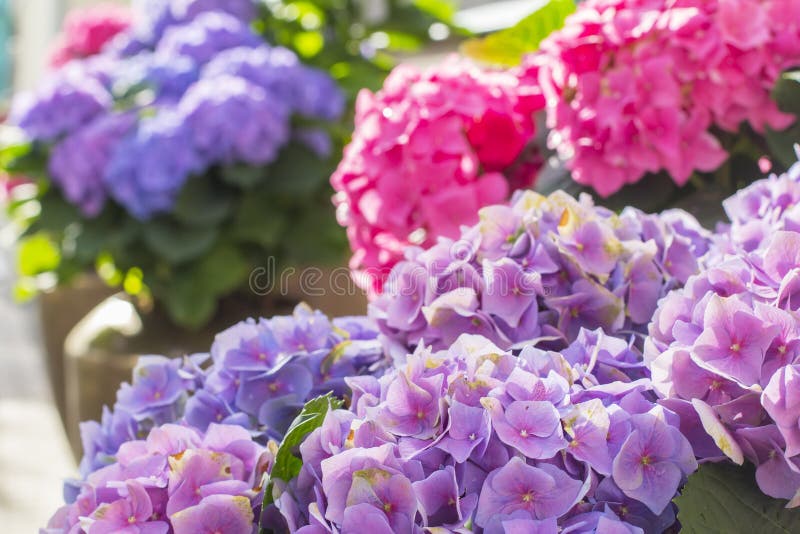 La hortensia púrpura hermosa de la falta de definición del fondo florece en un pote imagenes de archivo La hortensia púrpura hermosa de la falta de definición del fondo florece en un pote imagenes de archivo