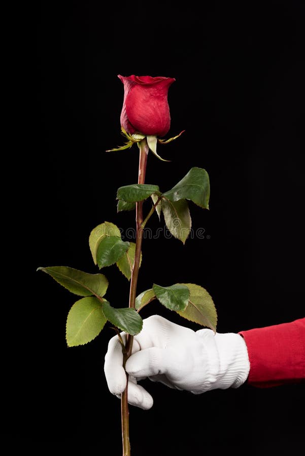 la imagen cosechada de imita sosteniendo la rosa del rojo foto de archivo la imagen cosechada de imita sosteniendo la rosa del rojo foto de archivo