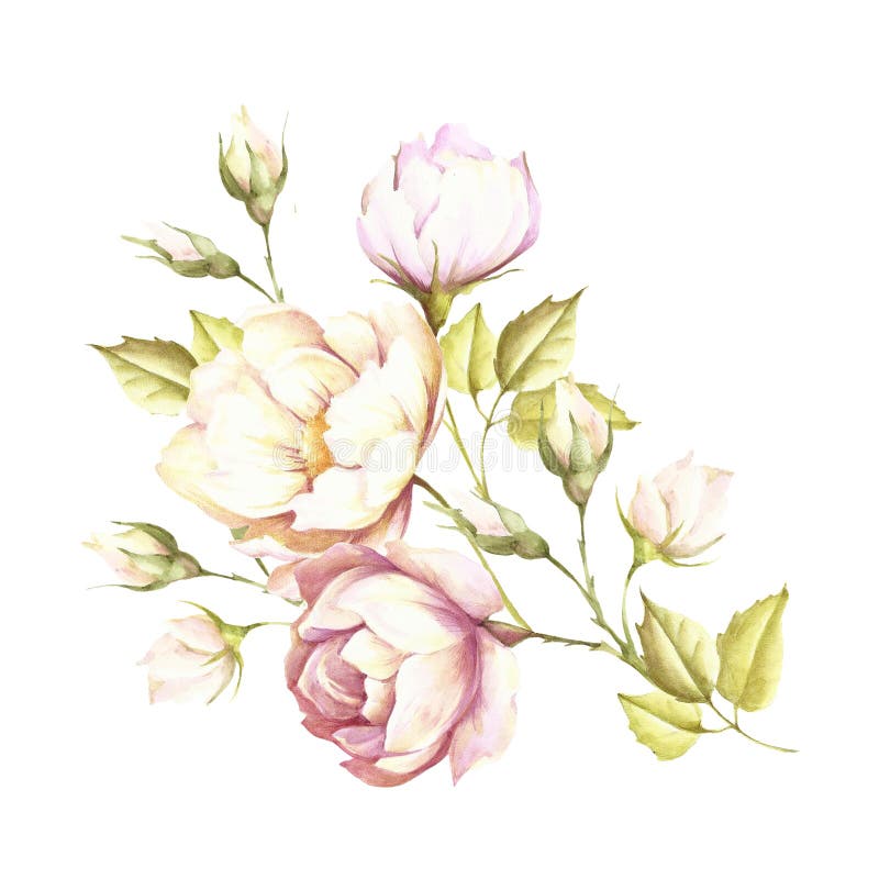 La imagen de una rosa Ejemplo de la acuarela del drenaje de la mano libre illustration La imagen de una rosa Ejemplo de la acuarela del drenaje de la mano libre illustration