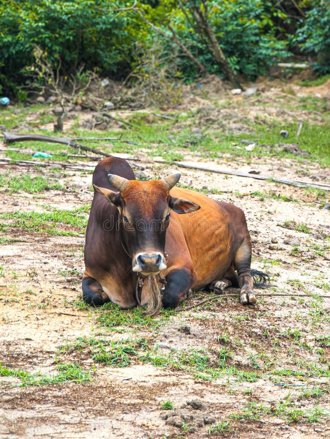 La imagen muestra a una vaca marrón tendida en el suelo en un área un tanto turbia. imagen de archivo libre de regalías