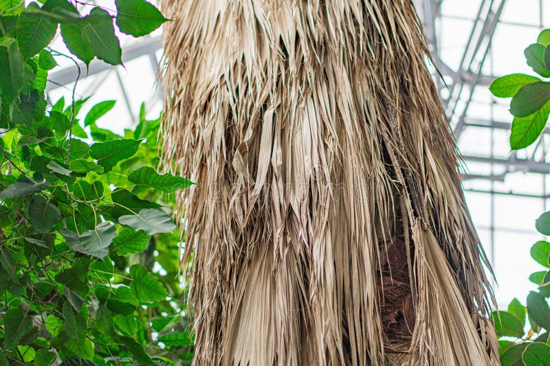 La imagen representa una estructura de paja con un fondo verde posiblemente un jardín interior o un invernadero imagenes de archivo
