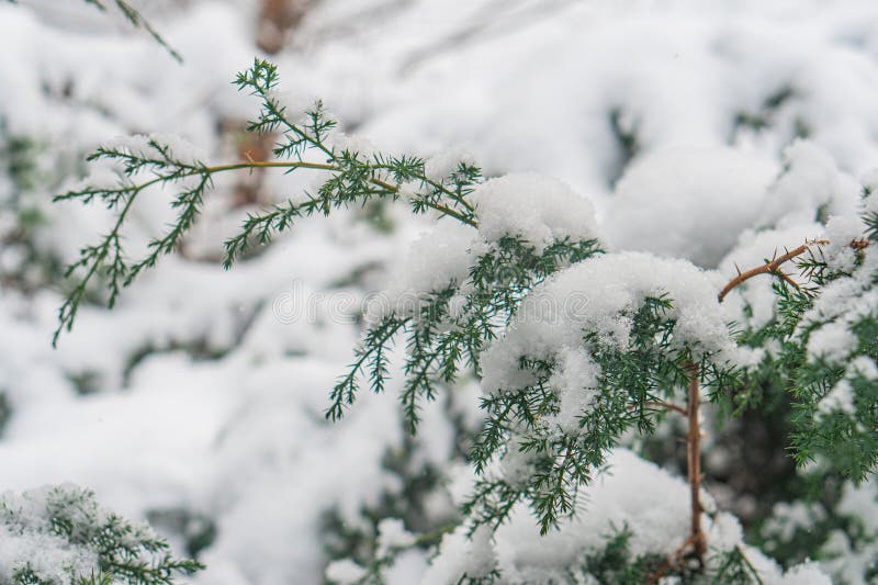 La imagen representa una rama de color verdoso y con textura de nieve en una zona boscosa que destaca por su atmósfera serena imagen de archivo libre de regalías