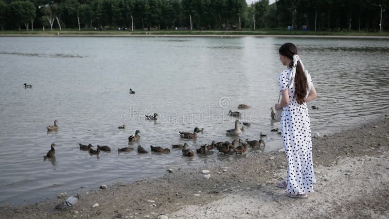 La jeune femme brune dans la robe blanche nourris les canards sur le lac. Été. Vue de dos clips vidéos