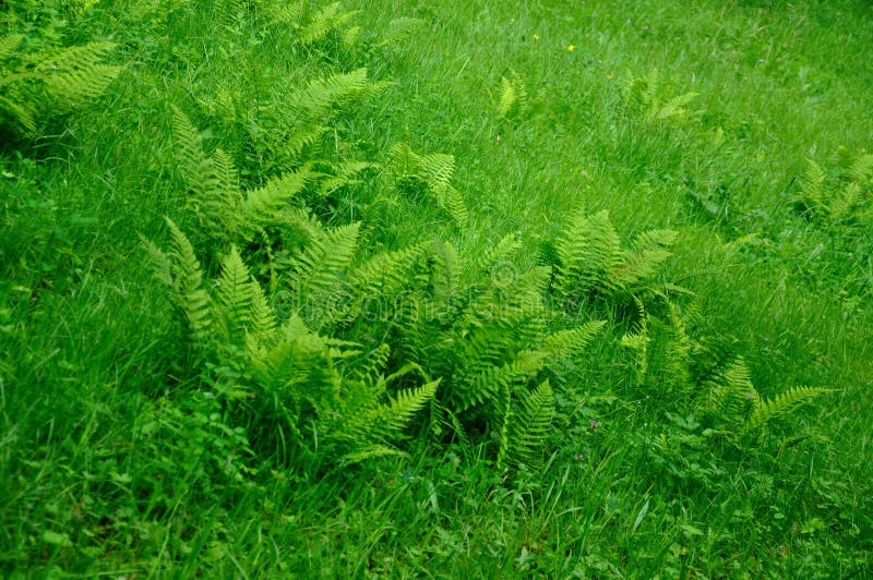 La jeune fougère fraîche verte part en été photographie stock libre de droits La jeune fougère fraîche verte part en été photographie stock libre de droits