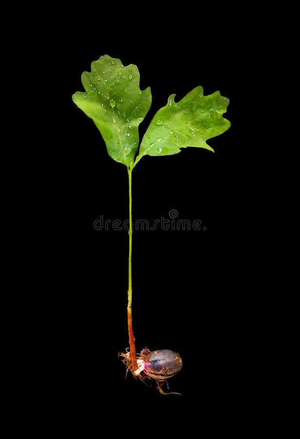La jeune pousse de chêne, les feuilles vertes, structure d'un arbre, a poussé d'un gland Le concept d'une nouvelle, forte vie image libre de droits La jeune pousse de chêne, les feuilles vertes, structure d'un arbre, a poussé d'un gland Le concept d'une nouvelle, forte vie image libre de droits