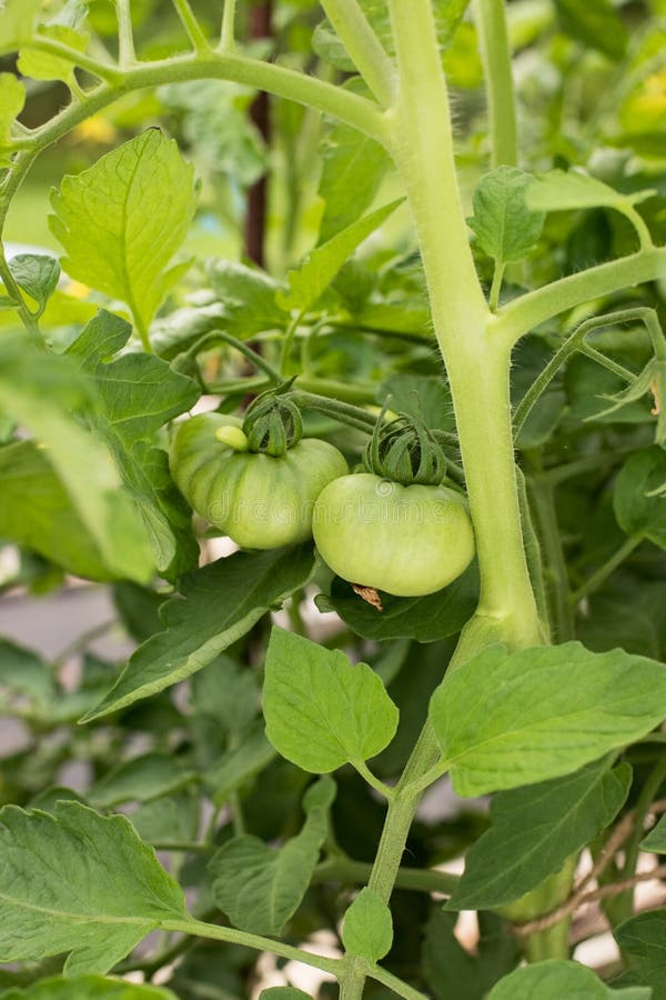 La jeune usine de la tomate avec deux tomates vertes se développent dans le légume image stock La jeune usine de la tomate avec deux tomates vertes se développent dans le légume image stock