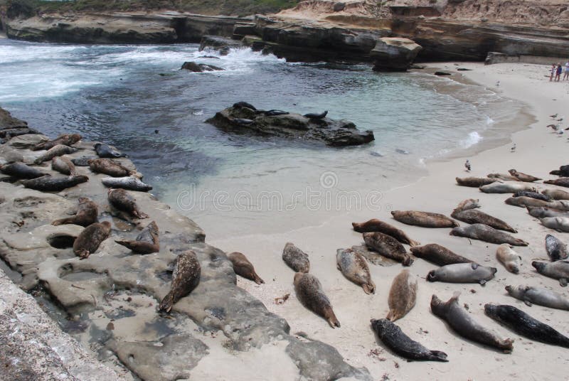 La Jolla Cove and Sea Lions Horizontal