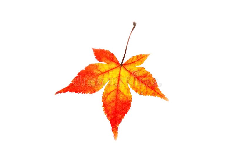 Colored maple leaf isolated on a white background. Colored maple leaf isolated on a white background