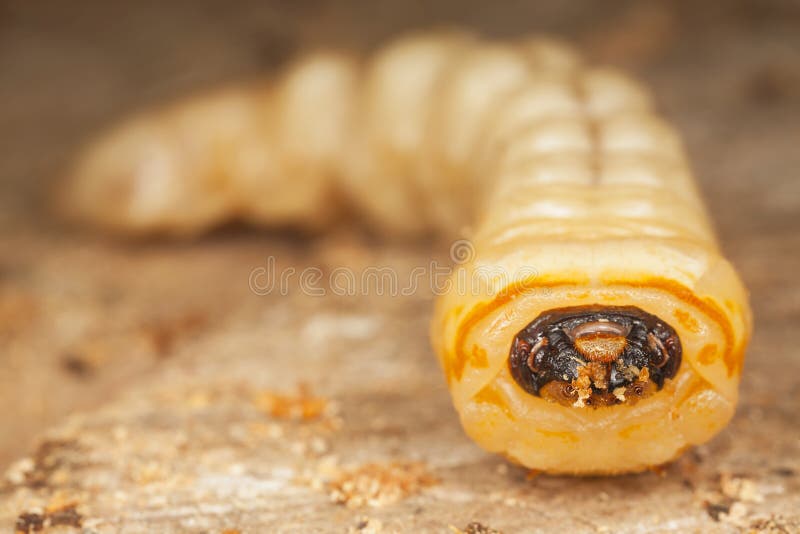 La larva de gusanos salió del árbol imágenes de archivo libres de regalías La larva de gusanos salió del árbol imágenes de archivo libres de regalías
