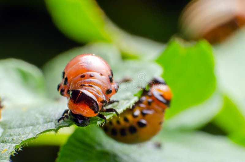 La larva roja del escarabajo de patata de Colorado come las hojas de la patata imagenes de archivo La larva roja del escarabajo de patata de Colorado come las hojas de la patata imagenes de archivo
