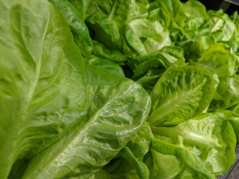 La lattuga lascia bibb o Romano in verde chiaro immagine stock