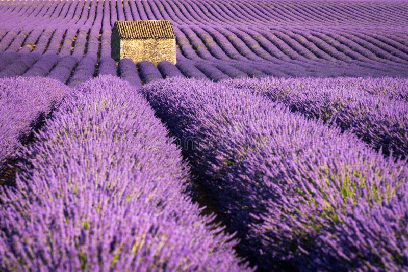 La lavanda coloca en Valensole en la puesta del sol con la casa de piedra en verano Alpes-de-Haute-Provence, Francia fotografía de archivo La lavanda coloca en Valensole en la puesta del sol con la casa de piedra en verano Alpes-de-Haute-Provence, Francia fotografía de archivo
