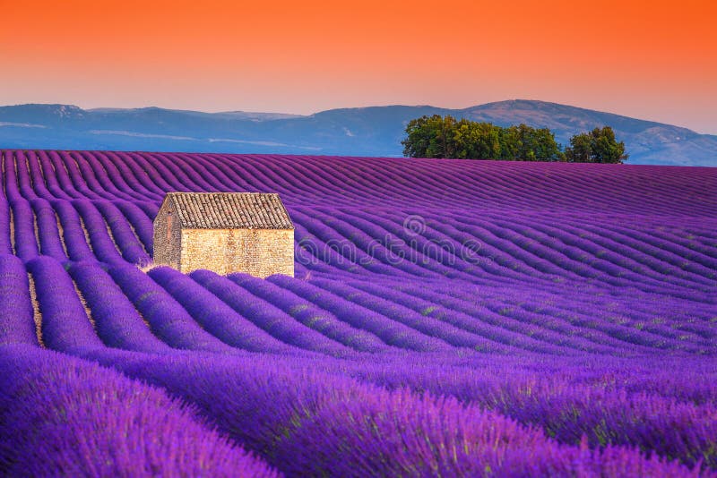 La lavanda espectacular coloca en Provence, Valensole, Francia, Europa