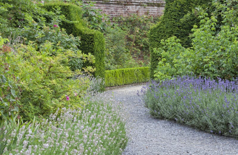 La lavanda porpora e bianca fiorisce in giardino colourful immagini stock libere da diritti La lavanda porpora e bianca fiorisce in giardino colourful immagini stock libere da diritti