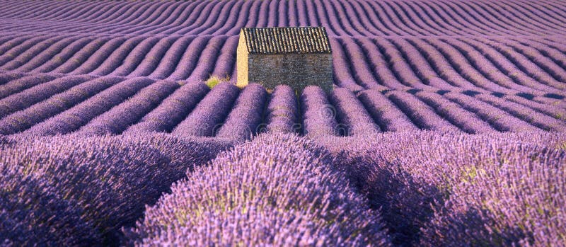La lavanda sistema in Valensole con la casa di pietra di estate Alpes-De-Haute-Provence, Francia immagine stock La lavanda sistema in Valensole con la casa di pietra di estate Alpes-De-Haute-Provence, Francia immagine stock
