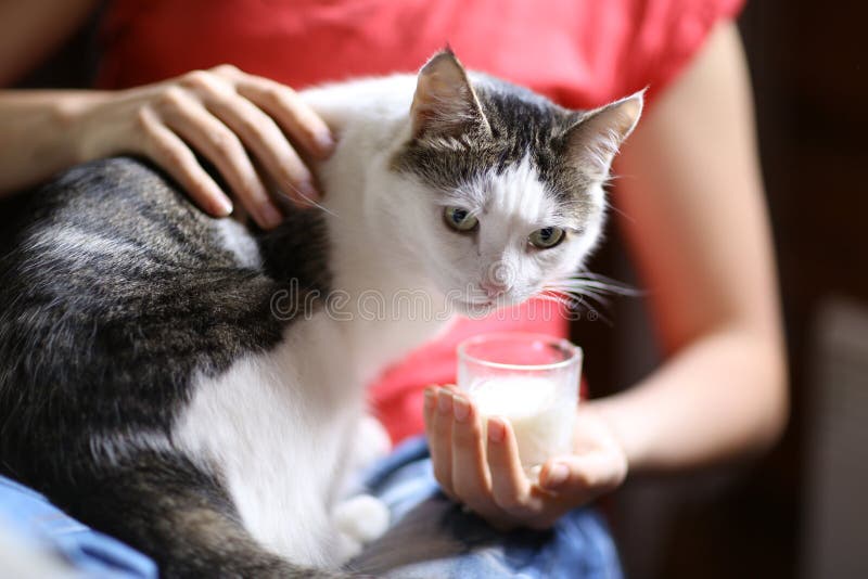 La leche hambrienta de la bebida del gato del cuenco azul se lame los labios fotos de archivo La leche hambrienta de la bebida del gato del cuenco azul se lame los labios fotos de archivo