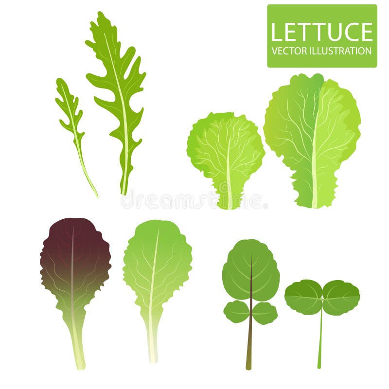 La lechuga mecanografía vector Sistema del cuenco de ensalada Ejemplo del vector de la ensalada Sistema del vector aislado en el libre illustration La lechuga mecanografía vector Sistema del cuenco de ensalada Ejemplo del vector de la ensalada Sistema del vector aislado en el libre illustration
