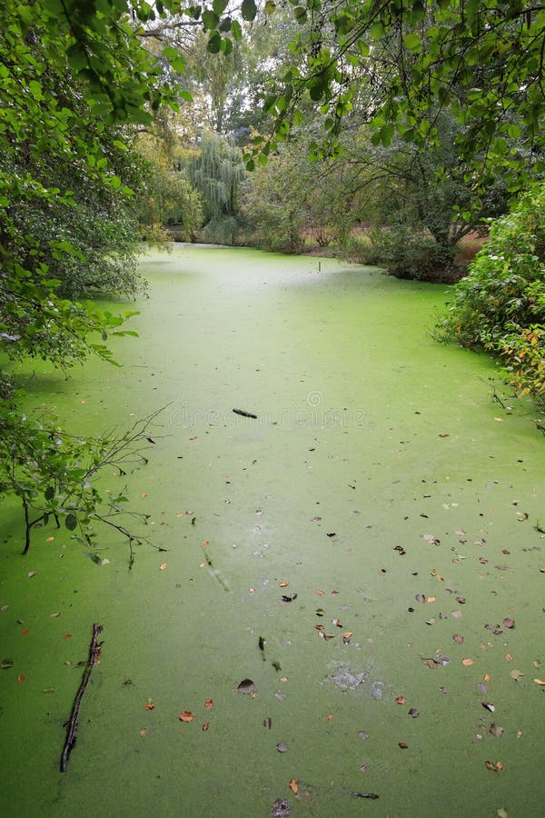 La lemma verde copre il piccolo stagno fotografia stock