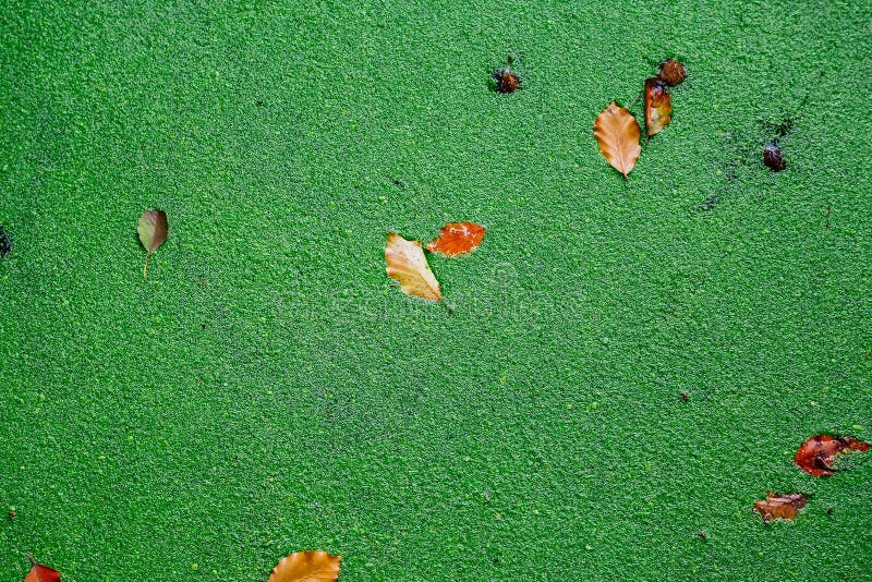 La lemma verde copre il piccolo stagno immagini stock libere da diritti