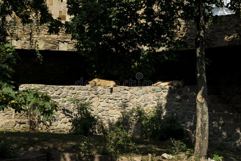 La leonessa si trova al sole fotografia stock La leonessa si trova al sole fotografia stock