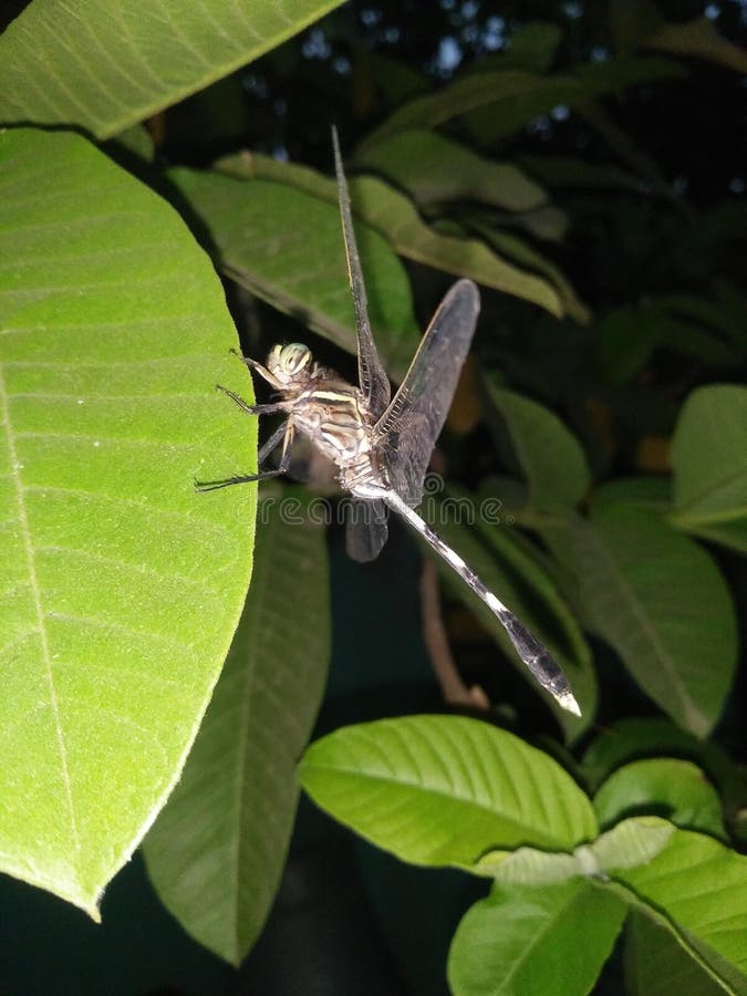 La libellula sulla foglia alla notte immagini stock libere da diritti La libellula sulla foglia alla notte immagini stock libere da diritti