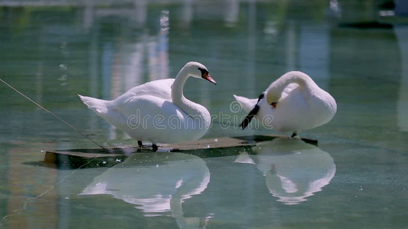 La limpieza de los pares del cisne empluma en el santuario, reflexión en agua, secuencia