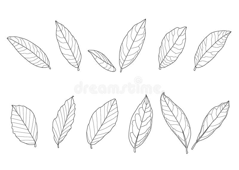 La linea il nero del modello della foglia e della singola foglia delle foglie porta per colorare per decorare su fondo bianco