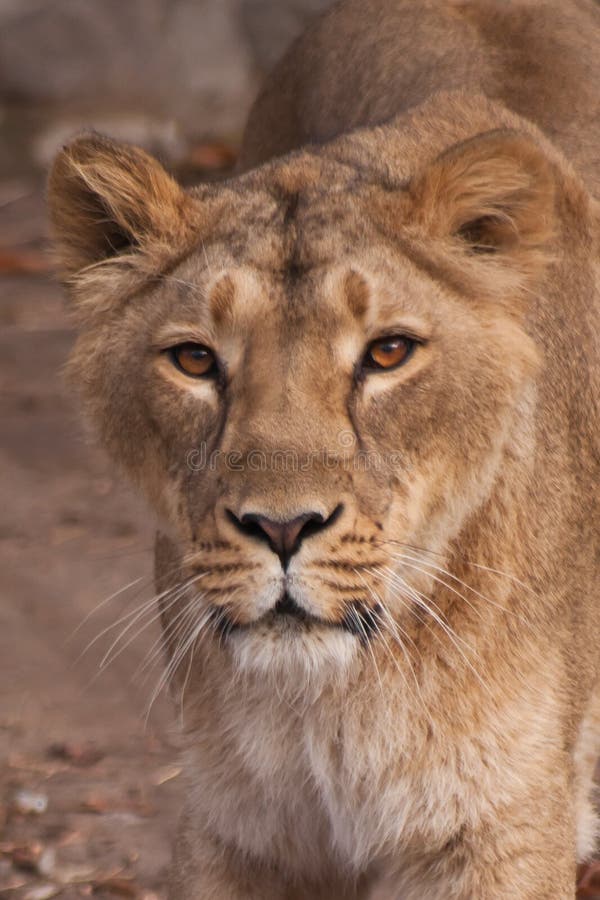 La lionne est une forte et le bel animal, démontre des émotions images libres de droits La lionne est une forte et le bel animal, démontre des émotions images libres de droits