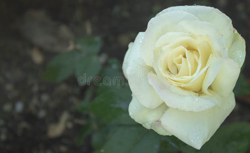 La lluvia besó a Rose blanca imagen de archivo La lluvia besó a Rose blanca imagen de archivo