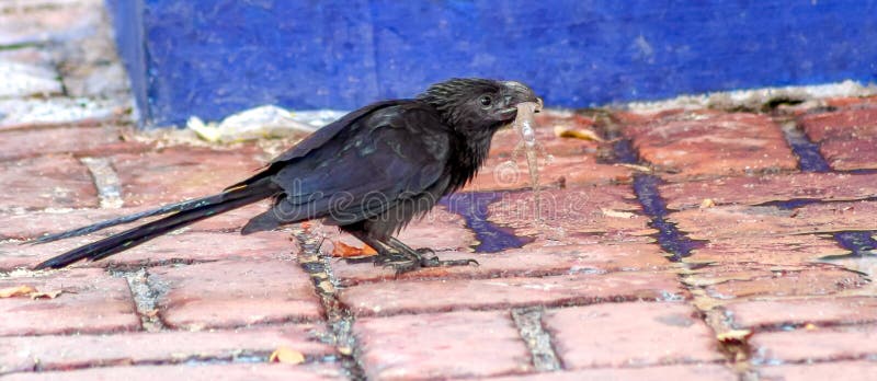 La lucertola non ha avuta probabilità con l'uccello degli ani fotografia stock La lucertola non ha avuta probabilità con l'uccello degli ani fotografia stock