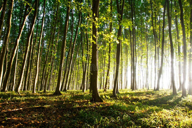 La lumière de matin du soleil fait sa voie par la forêt photographie stock La lumière de matin du soleil fait sa voie par la forêt photographie stock