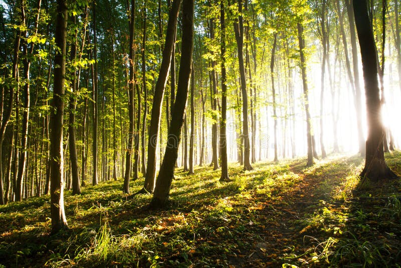 La lumière de matin du soleil fait sa voie par la forêt photos libres de droits La lumière de matin du soleil fait sa voie par la forêt photos libres de droits