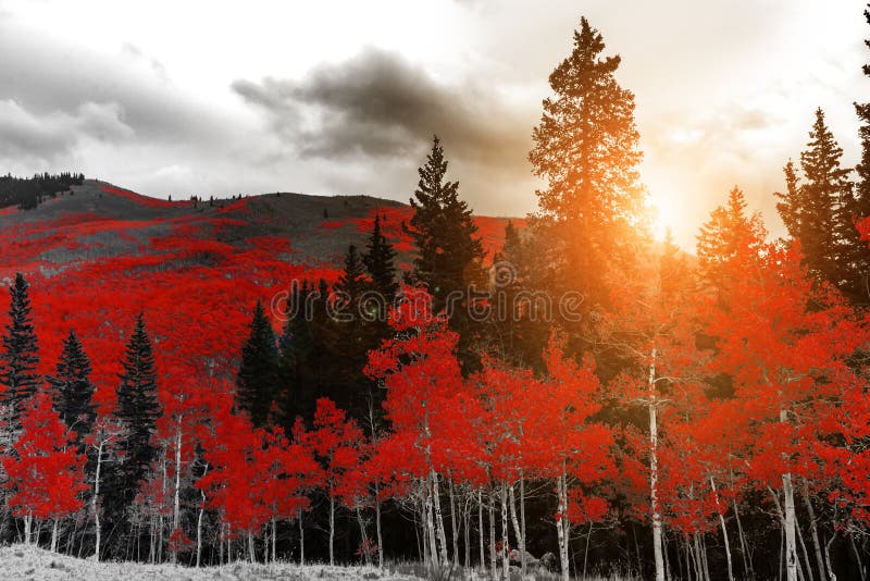 La lumière du soleil brille par les arbres rouges dans le paysage noir et blanc de forêt de montagne