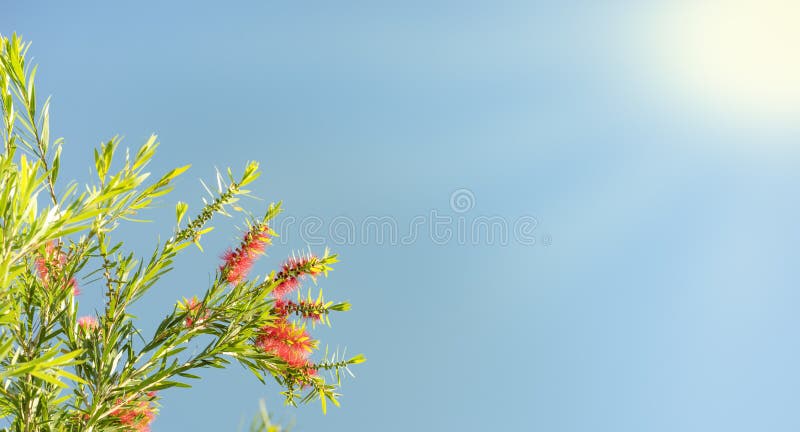 Sunlight on Australian callistemon blossoms condolence funeral background with clear blue sky, red flowers and green leaves. Sunlight on Australian callistemon blossoms condolence funeral background with clear blue sky, red flowers and green leaves