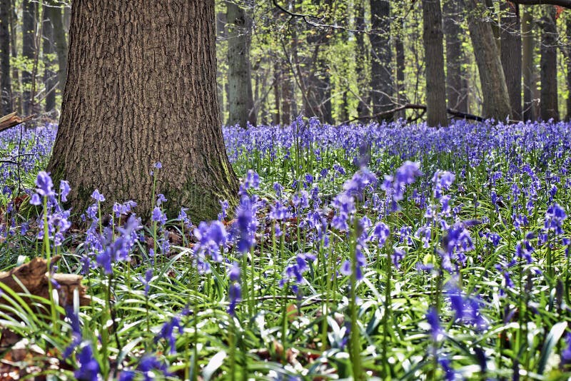 La luz del sol de la mañana en el bosque de Halle con campanilla florece imagenes de archivo La luz del sol de la mañana en el bosque de Halle con campanilla florece imagenes de archivo