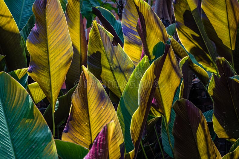 Sunlight behind broad tropical leaves makes them glow and casts shadows in interesting patterns. Sunlight behind broad tropical leaves makes them glow and casts shadows in interesting patterns