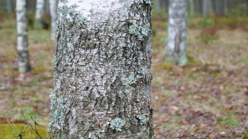 La macchina fotografica fa scorrere davanti alla betulla nella foresta nel tempo di primavera