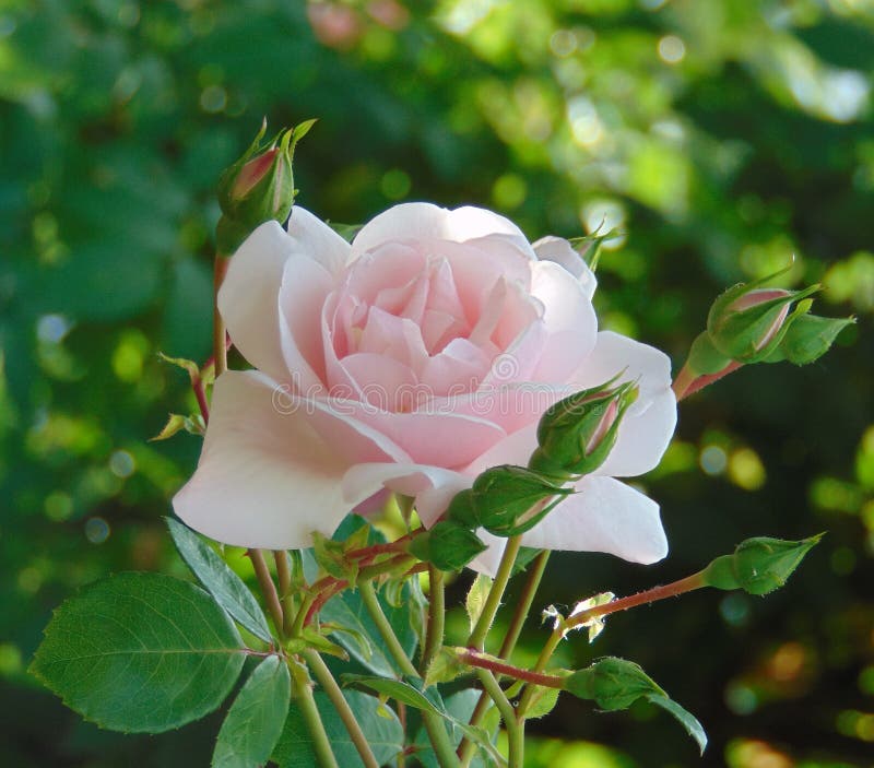 La macro foto con i precedenti del giardino decorativo fiorisce le rose immagini stock libere da diritti La macro foto con i precedenti del giardino decorativo fiorisce le rose immagini stock libere da diritti