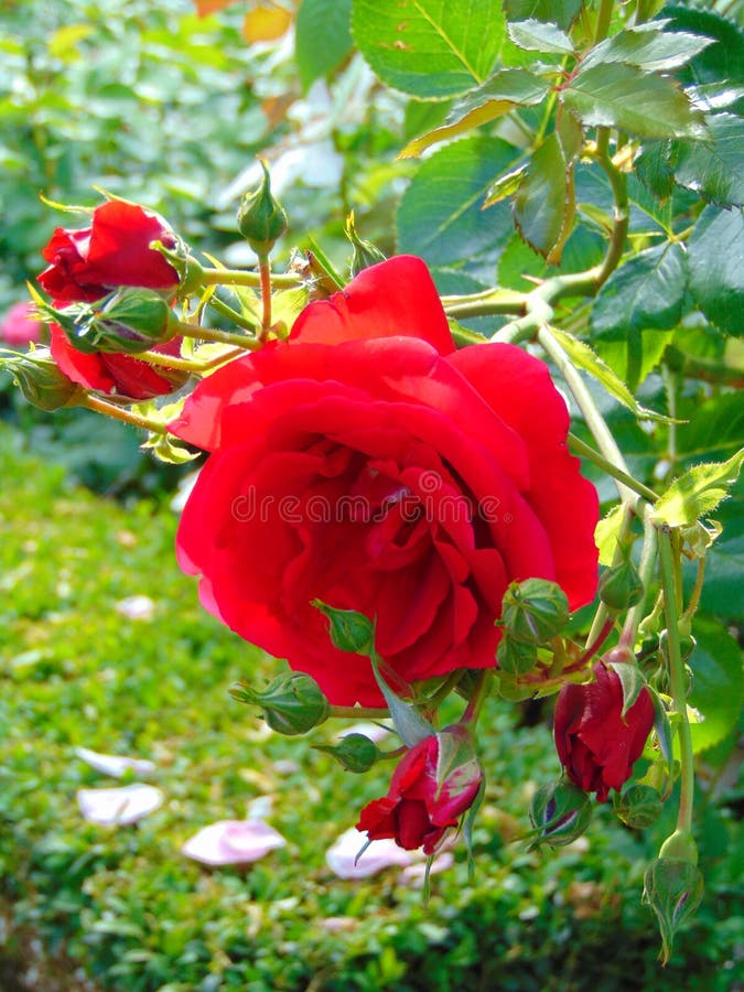 La macro foto con il velluto varietale dei bei del fondo di struttura petali rossi luminosi decorativi del fiore è aumentato fotografie stock La macro foto con il velluto varietale dei bei del fondo di struttura petali rossi luminosi decorativi del fiore è aumentato fotografie stock