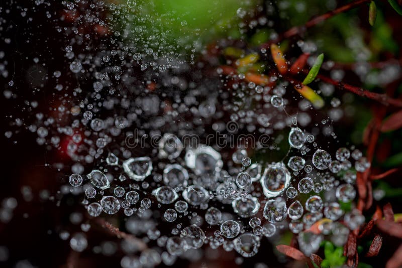 La macro photo d'un Web avec des gouttes de rosée photo stock La macro photo d'un Web avec des gouttes de rosée photo stock