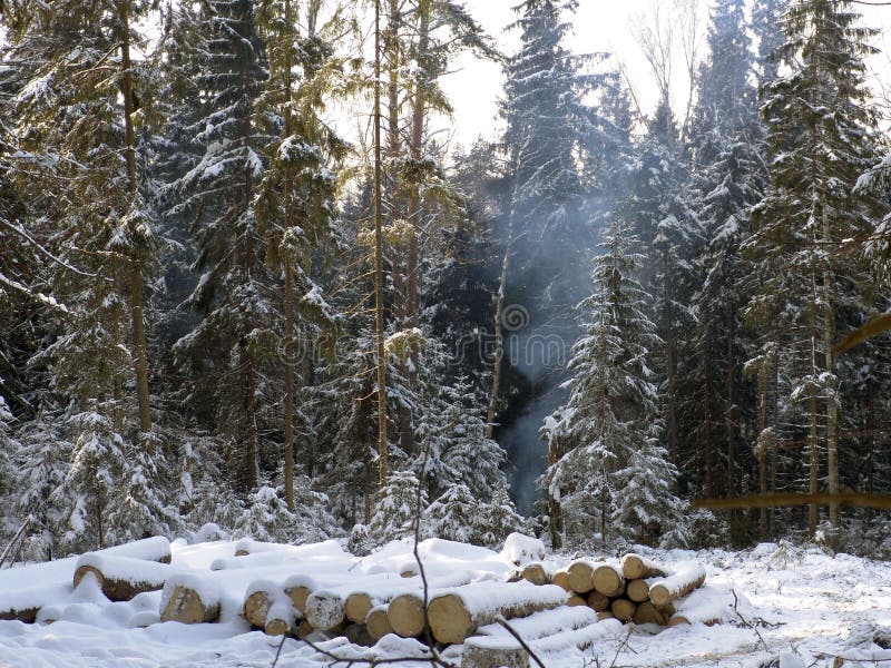 La madera del invierno fotografía de archivo La madera del invierno fotografía de archivo