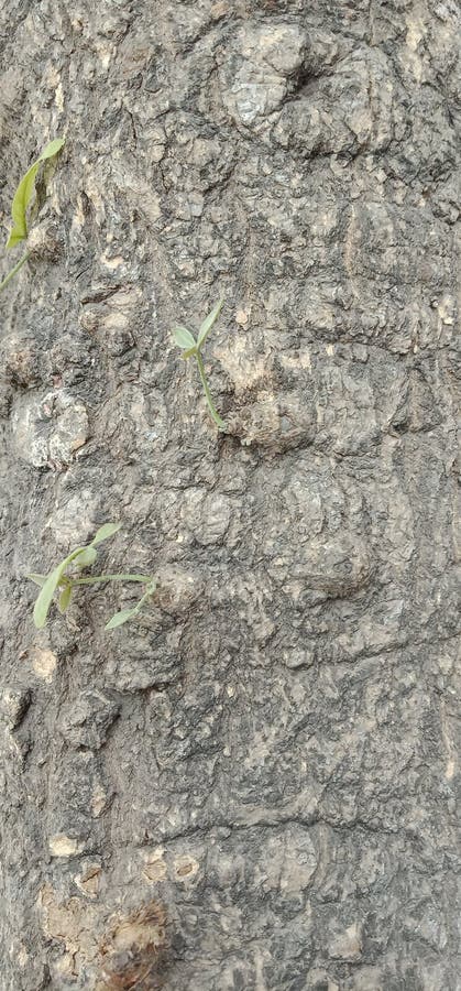 La madera texturizó el papel pintado del fondo con las pequeñas plantas en eso foto de archivo La madera texturizó el papel pintado del fondo con las pequeñas plantas en eso foto de archivo