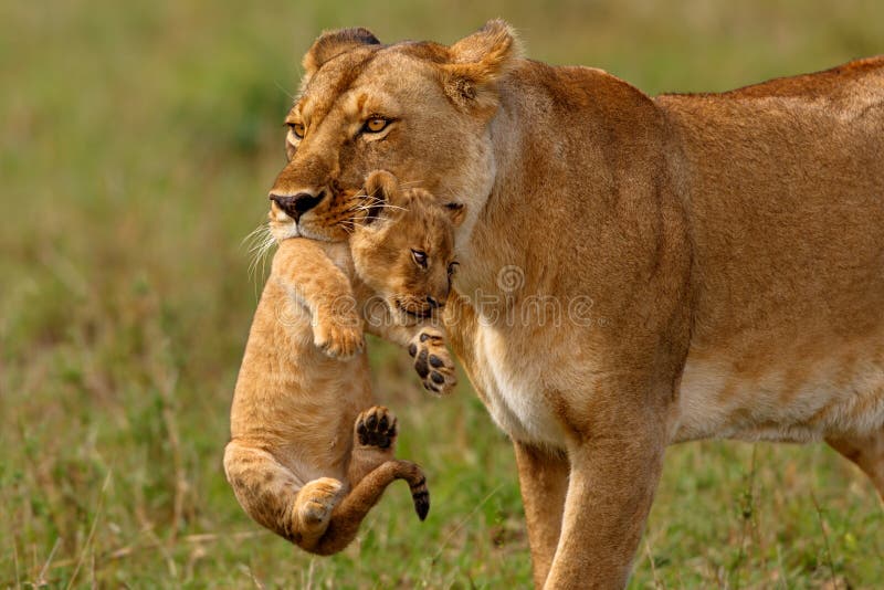 Leona De Dos Madres Con Sus Cachorros En La Reserva De Mara Del Masai