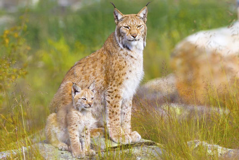 Beautiful young lynx cub and mother sitting in a green meadow in the forest in the summer. Beautiful young lynx cub and mother sitting in a green meadow in the forest in the summer.