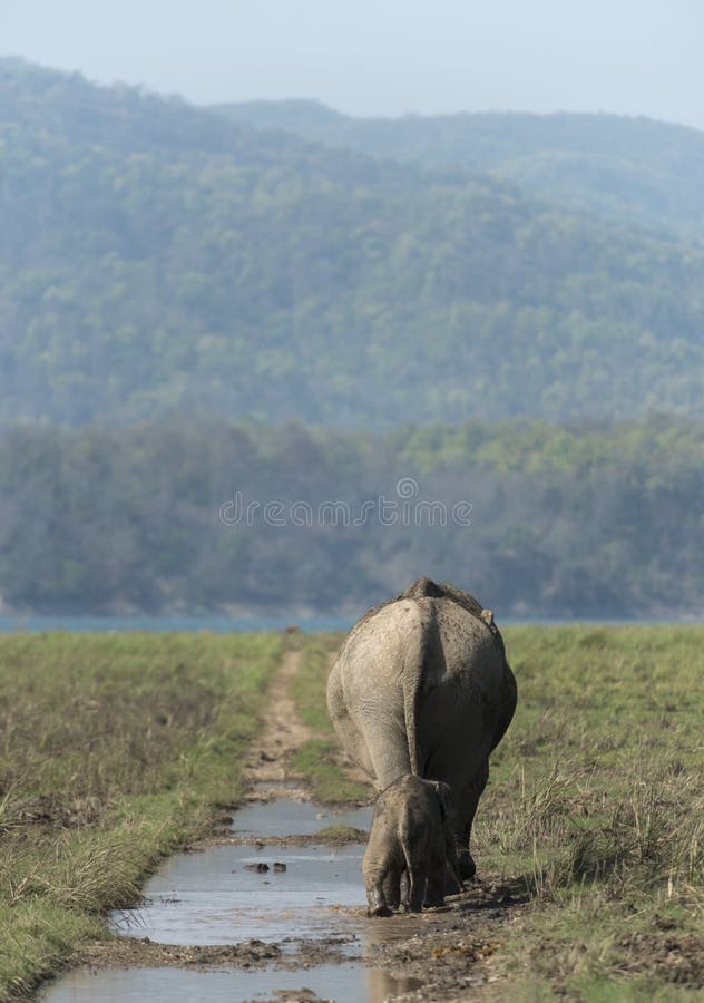 La madre ed il bambino dell'elefante che camminano sulla foresta trascinano fotografie stock La madre ed il bambino dell'elefante che camminano sulla foresta trascinano fotografie stock