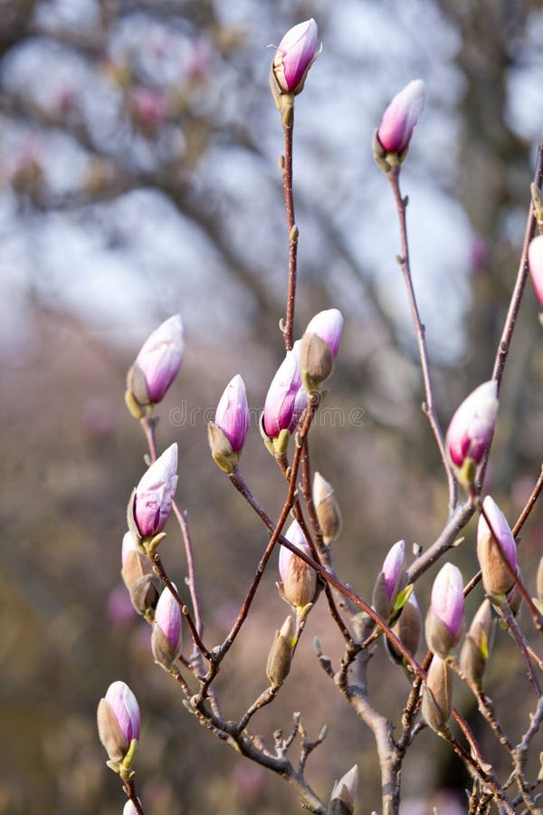 La Magnolia Púrpura Hermosa Florece En La Estación De Primavera En El árbol  De La Magnolia Fondo Del Cielo Azul Floración De La M Imagen de archivo -  Imagen de arbusto, rosa: