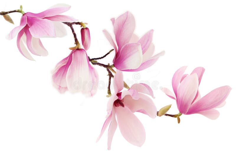 La magnolia rose de ressort fleurit la branche