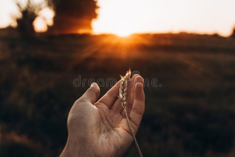 La main avec du blé d'oreille dans le coucher du soleil rayonne dans le domaine de soirée d'été Ferme images libres de droits La main avec du blé d'oreille dans le coucher du soleil rayonne dans le domaine de soirée d'été Ferme images libres de droits